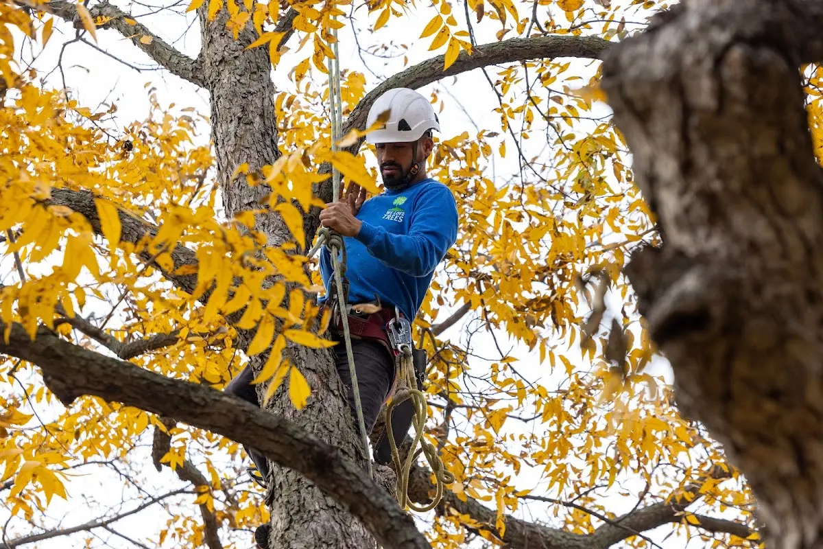 Skilled Emergency Tree Service crew working in Farwell