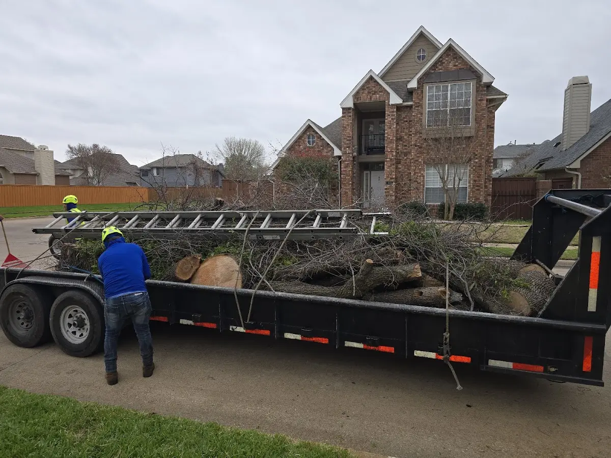 Expert Tree Pest Control with proper safety equipment in Farwell